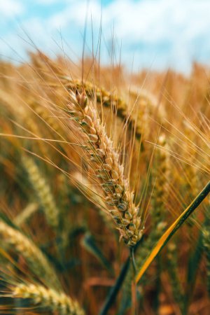 Téléchargez les photos : Épi mûr de blé dans un champ agricole cultivé prêt pour la récolte, orientation sélective - en image libre de droit