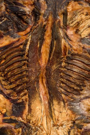 Téléchargez les photos : Whole flattened cured air-dried and smoked goat meat - en image libre de droit