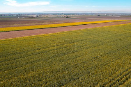 Téléchargez les photos : Champ de colza en floraison du point de vue du drone, prise aérienne de la plantation de colza - en image libre de droit