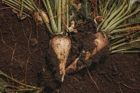 Téléchargez les photos : Récolte de racines de betteraves sucrières sur le terrain de plantation, perspective descendante - en image libre de droit