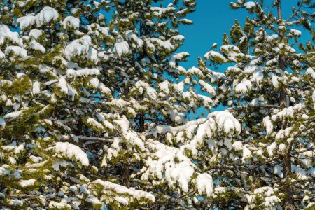 Foto de Ramas de pinos cubiertas de nieve en el soleado día de invierno con el cielo azul de fondo. Detalle del paisaje de la montaña Zlatibor en Serbia. - Imagen libre de derechos
