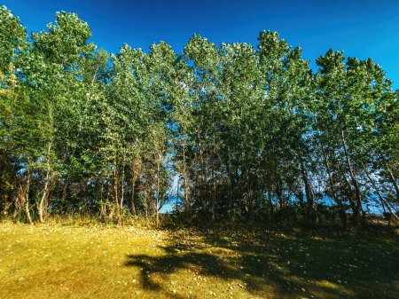 Photo for Treeline by the Kattegat sea in Halmstad, Sweden on sunny summer day - Royalty Free Image