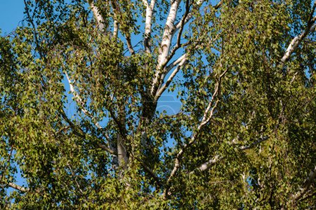 Téléchargez les photos : Paysage forestier de bouleau blanc en été. Forêts décidues scandinaves comme arrière-plan. - en image libre de droit