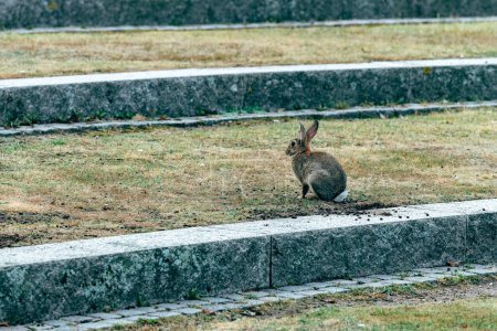 Photo for Coney rabbit in Halmstad, Sweden. Wildlife animal in urban surrounding. - Royalty Free Image