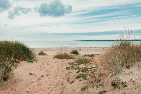Téléchargez les photos : Halmstad Plage ouest, herbe sur le rivage sablonneux de la mer du Kattegat le jour d'été couvert. Beau paysage pittoresque de Suède. Concentration sélective. - en image libre de droit