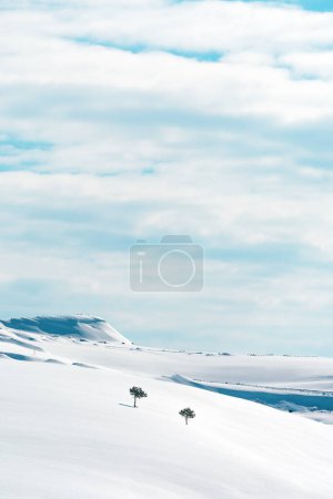 Téléchargez les photos : Deux arbres solitaires sur les collines enneigées de la montagne de Zlatibor en hiver, beauté dans la nature - en image libre de droit