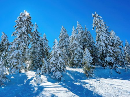 Photo for Sunlight beaming through snow covered branches of coniferous pine and fir evergreen tress at Zlatibor mountain in winter with sky as copy space - Royalty Free Image