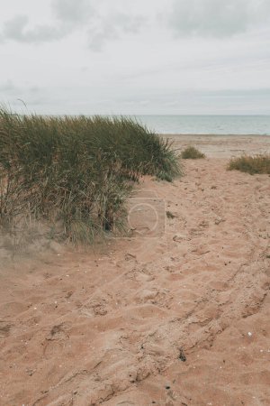 Photo for Halmstad West beach, grass at sandy shoreline of Kattegat Sea on overcast summer day. Beautiful scenic landscape from Sweden. Selective focus. - Royalty Free Image