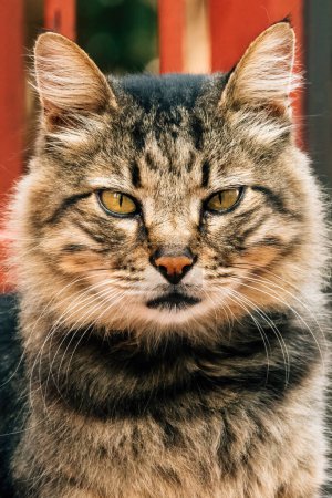 Téléchargez les photos : Beau chat domestique (Felis catus) dans la cour arrière, foyer sélectif - en image libre de droit