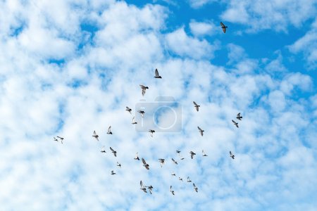Téléchargez les photos : Troupeau de pigeons volant à travers le ciel bleu le jour ensoleillé d'automne, vue à faible angle - en image libre de droit
