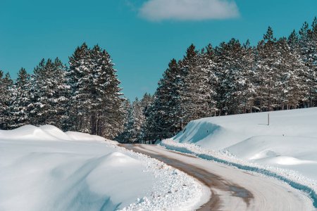 Foto de Sinuoso camino vacío cubierto de nieve que conduce a un bosque de pinos siempreverdes de la montaña Zlatibor en Serbia - Imagen libre de derechos