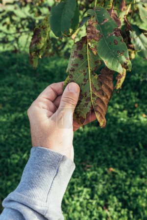 Gärtner untersucht Walnussbaumblatt mit Symptomen einer Pilzkrankheit, selektiver Fokus