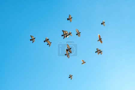 Foto de Bandada de palomas volando a través del cielo azul en el soleado día de otoño, vista de ángulo bajo - Imagen libre de derechos