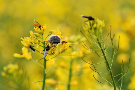 Téléchargez les photos : Tropinota hirta ou doryphore poilu sur les cultures de colza en floraison, orientation sélective - en image libre de droit