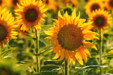 Téléchargez les photos : Helianthus annuus, common sunflower crop in cultivated agricultural field in sunny summer afternoon, selective focus - en image libre de droit