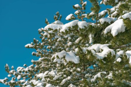 Foto de Nieve en ramas de pino siempreverdes en el bosque en Zlatibor en invierno - Imagen libre de derechos