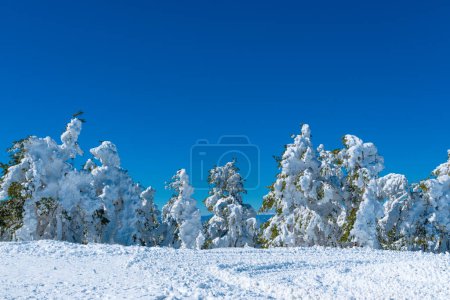 Photo for Coniferous fir tree covered in snow in winter at Zlatibor mountain on bright sunny day - Royalty Free Image