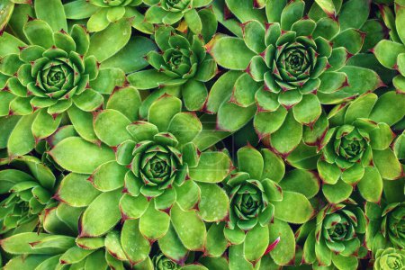 Photo for Common houseleek or sempervivum tectorum is also known as homewort or healing blade, top view - Royalty Free Image