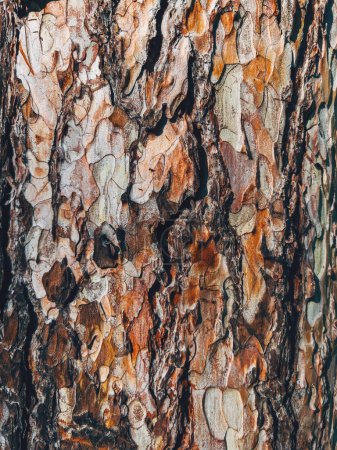 Foto de Closeup image of tree crust as natural organic background and texture - Imagen libre de derechos