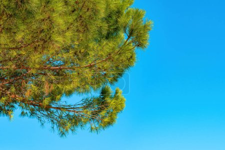 Téléchargez les photos : Conifer tree against blue sky in summer - en image libre de droit