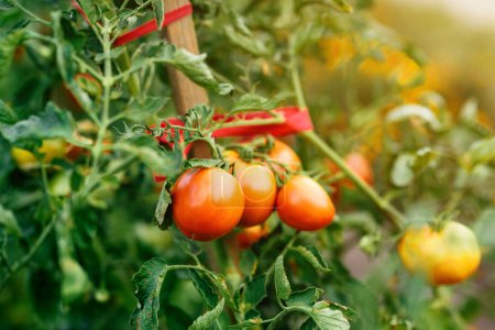 Photo for Ripe homegrown tomato fruit plants in cultivated organic garden, selective focus - Royalty Free Image