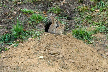 Téléchargez les photos : Two wild coney rabbits by the hole in natural surrounding, wildlife animal in park, selective focus - en image libre de droit