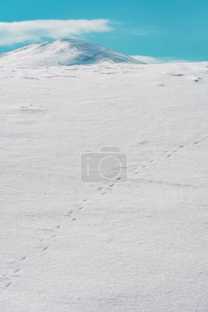 Téléchargez les photos : Wildlife animal tracks or spoor in pure white snow at hill in winter, selective focus - en image libre de droit