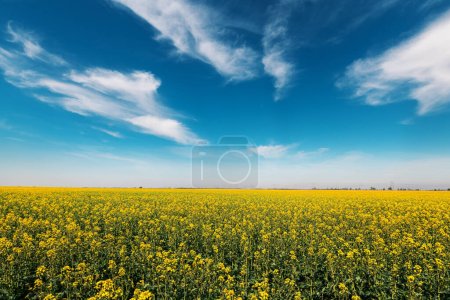 Téléchargez les photos : Vue panoramique grand angle du champ de colza de canola en fleurs le jour ensoleillé du printemps avec de beaux nuages blancs sur le ciel bleu - en image libre de droit
