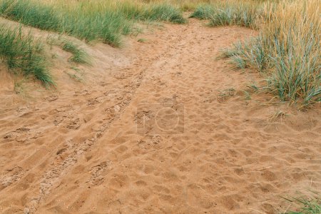 Foto de Playa de Halmstad West, hierba en la costa arenosa del mar de Kattegat en el día nublado de verano. Hermoso paisaje escénico de Suecia. Enfoque selectivo. - Imagen libre de derechos