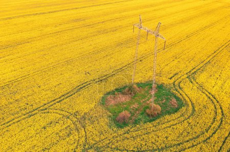 Photo for Electricity pylon and power lines over blooming rapeseed crops field, aerial view drone pov high angle view - Royalty Free Image