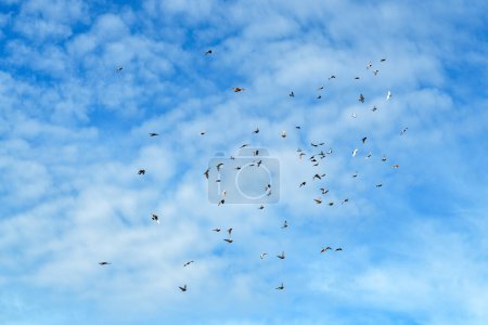 Photo for Flock of pigeons flying across the blue sky on sunny autumn day, low angle view - Royalty Free Image