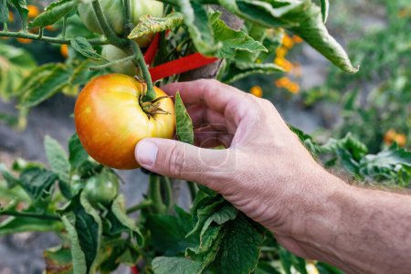 Photo for Closeup of farmer hand examining unripe tomato fruit in organic garden, selective focus - Royalty Free Image