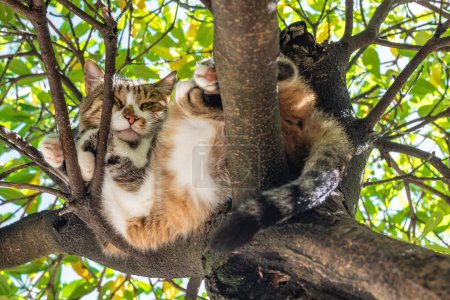 Foto de Perezoso gato callejero durmiendo en rama de árbol en verano, enfoque selectivo - Imagen libre de derechos