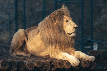 Téléchargez les photos : White Lion (Panthera leo melanochaita) in Belgrade Zoo - en image libre de droit