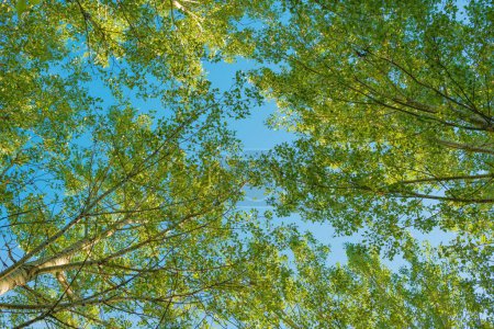 Foto de Vista en ángulo bajo de las copas de los árboles del bosque de álamo con el cielo azul de verano en el fondo. - Imagen libre de derechos