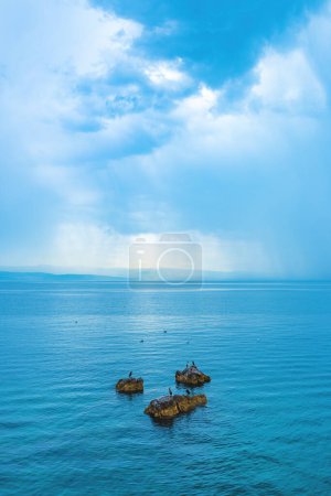 Foto de Cormorants and seagulls resting at the sea close to the shoreline with rainy storm cloud in background, Kvarner gulf in Croatia - Imagen libre de derechos