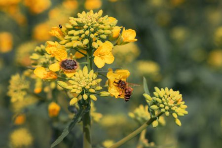 Téléchargez les photos : Tropinota hirta or hairy rose beetle and honeybee on canola blooming crops, selective focus - en image libre de droit