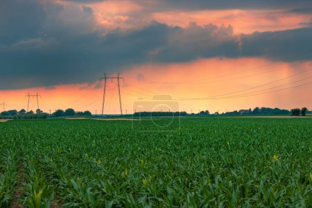 Téléchargez les photos : Electricity pylon transmission towers with overhead power line cables in cultivated corn crop field in sunset with stormy clouds in background to emphasize uncertain times and energy crisis on the way - en image libre de droit