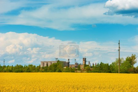 Téléchargez les photos : Blooming rapeseed crop field with yellow flowers, agricultural silos in background, selective focus - en image libre de droit