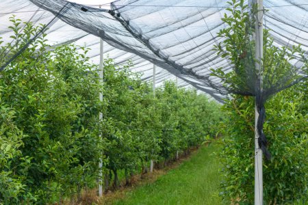 Téléchargez les photos : Hail and bird protective netting in apple fruit tree orchard in spring, selective focus - en image libre de droit