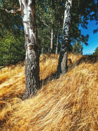 Foto de Árboles de abedul blanco y hierba seca en el parque público en Halmstad, Suecia. Enfoque selectivo. - Imagen libre de derechos