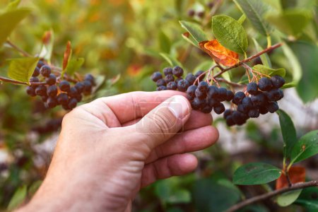 Photo for Closeup of male farmer hand examining bunch of black chokeberry (Aronia melanocarpa) on the bush branch, selective focus - Royalty Free Image