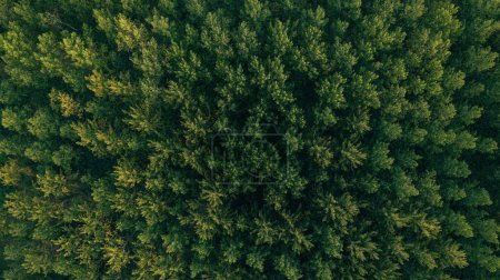 Foto de Top view aerial shot of green cottonwood forest landscape from drone pov in summer afternoon - Imagen libre de derechos