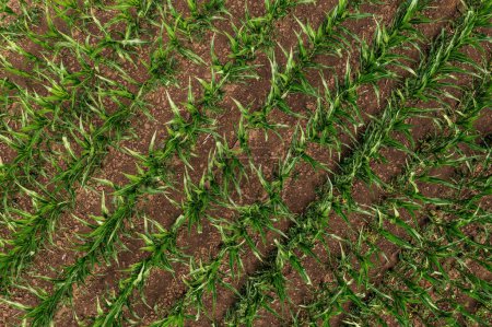 Téléchargez les photos : Young green corn plants in cultivated field, aerial shot from drone pov top down perspective - en image libre de droit
