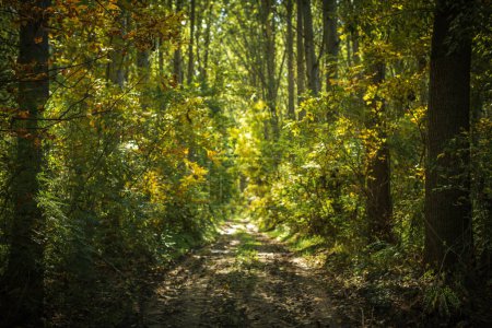 Foto de Camino de la suciedad a través del bosque de álamos en la mañana de verano, enfoque selectivo - Imagen libre de derechos