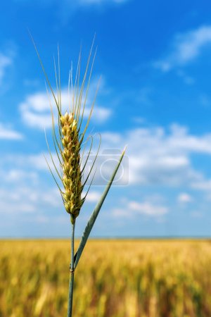 Téléchargez les photos : Oreille non mûre de blé dans un champ agricole cultivé prêt pour la récolte, orientation sélective - en image libre de droit
