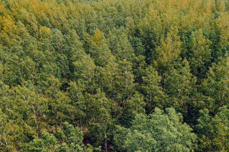 Foto de Árbol de algodoncillo caducifolio bosque paisaje desde arriba, drone pov fotografía de copas de árboles balanceándose en el viento - Imagen libre de derechos