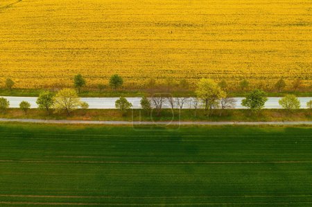 Téléchargez les photos : Road surrounded by trees and cultivated rapeseed and wheat fields, aerial shot from drone pov. Beautiful landscape background. - en image libre de droit