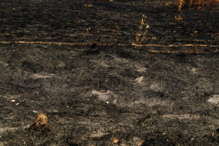 Téléchargez les photos : Burned dark black grass area after wildfire in meadow in summer, selective focus - en image libre de droit