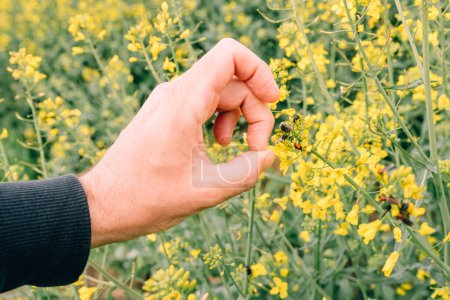 Téléchargez les photos : Farmer finger kicking insect pest of his blooming rapeseed crops, selective focus - en image libre de droit